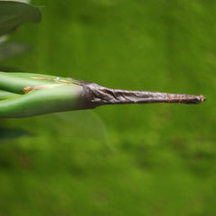 Strelitzia Nicolai deluxe Kunstpalm Bush 160cm