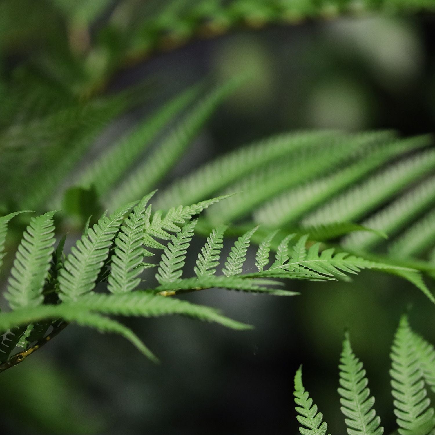 Woodwardia Kunstpalm Deluxe 150cm