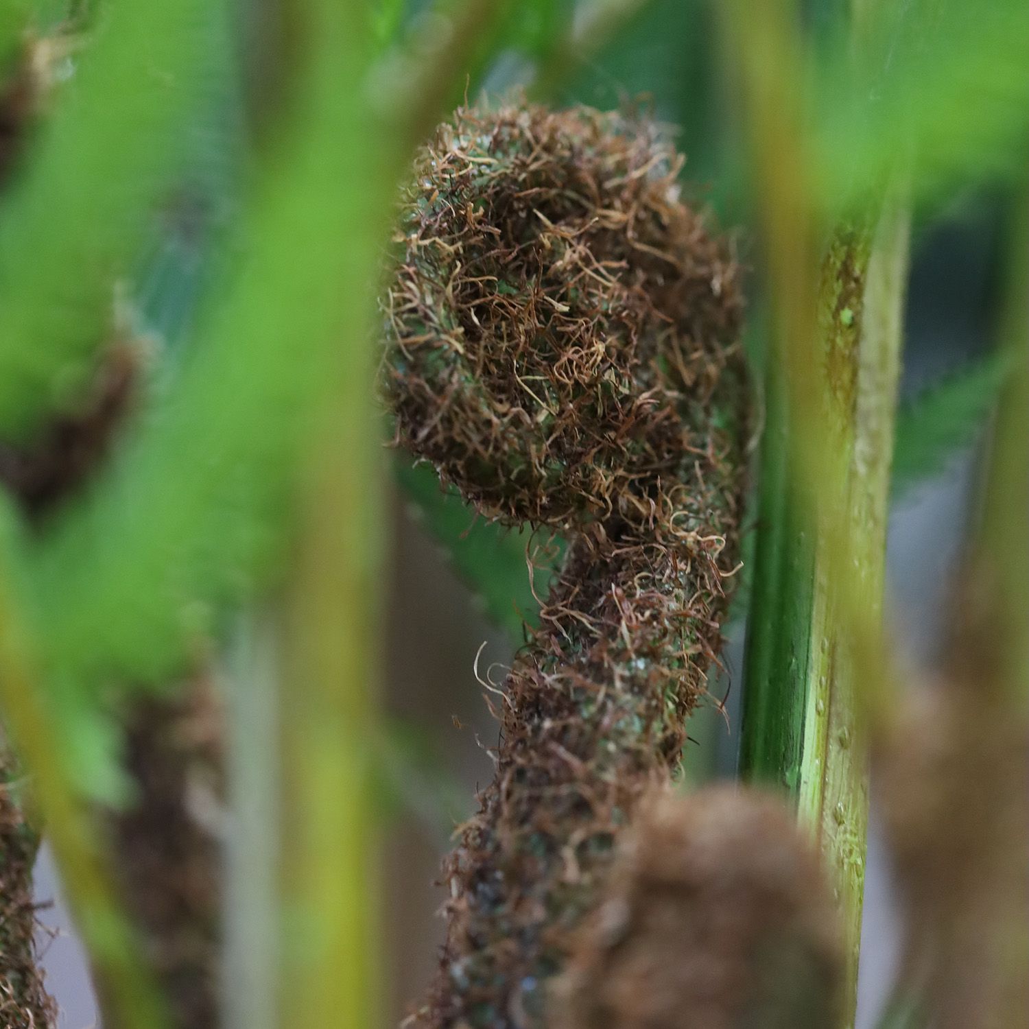 Woodwardia Kunstpalm Deluxe 150cm