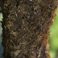 Woodwardia Kunstpalm Deluxe 150cm