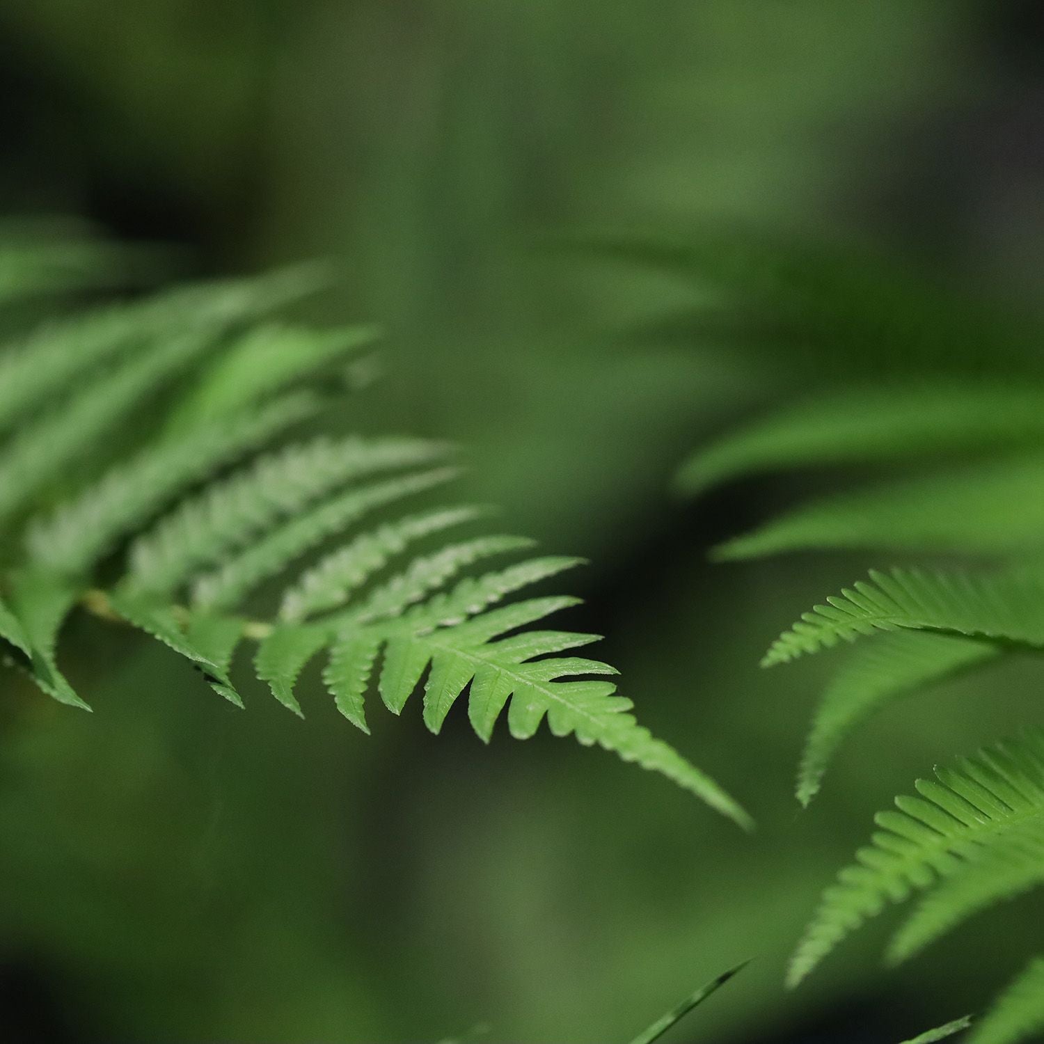 Woodwardia Kunstpalm Deluxe 220cm N