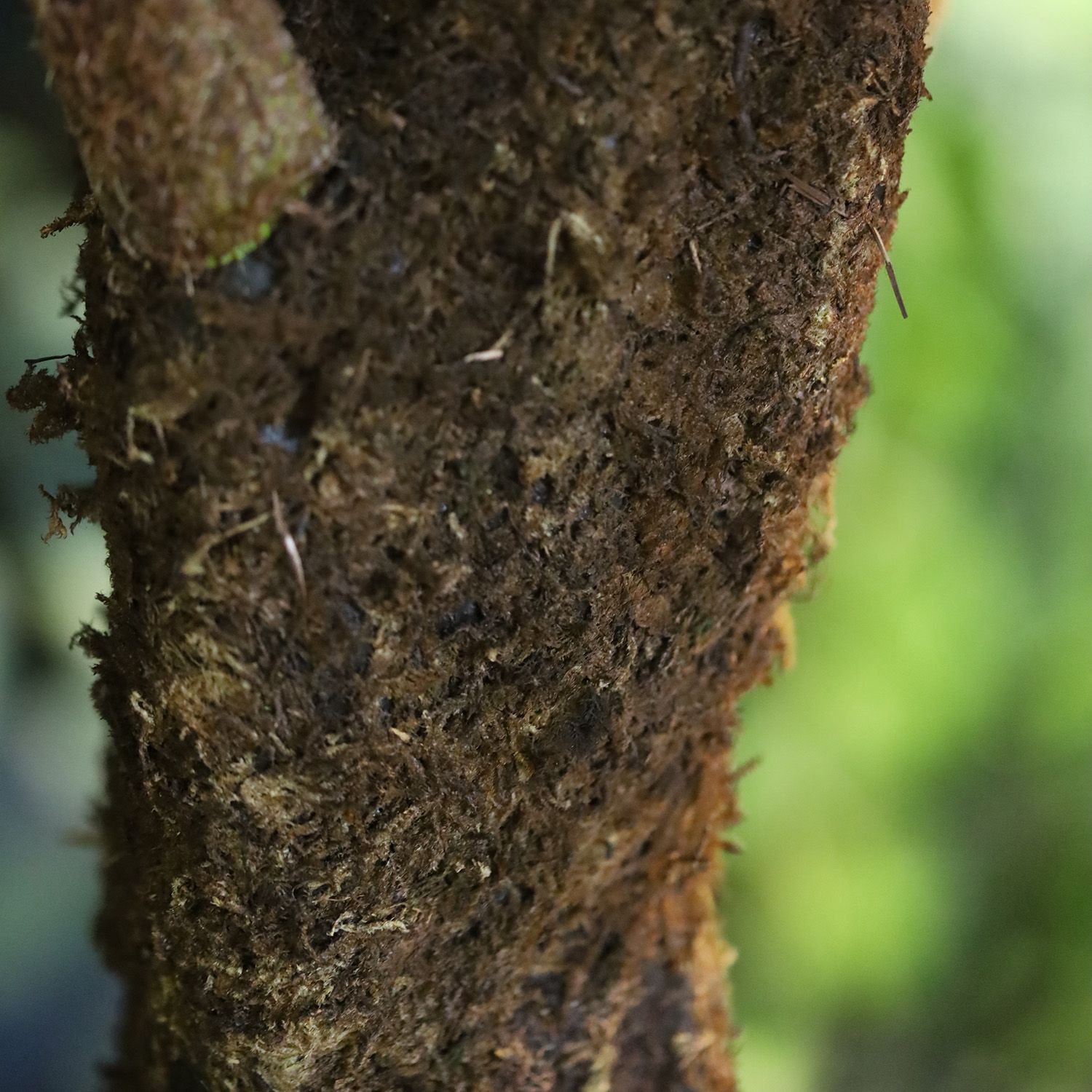 Woodwardia Kunstpalm Deluxe 220cm N