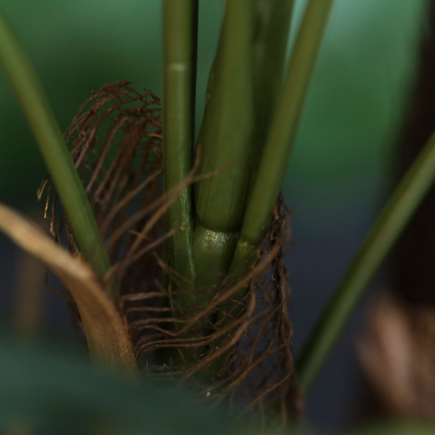 Raphis kunstpalm 75cm