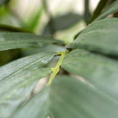 Chamaedorea kunstpalm 65cm