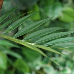 Parlour Kunstpalm Deluxe 120cm