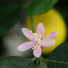 Citroen Kunstplant 120cm