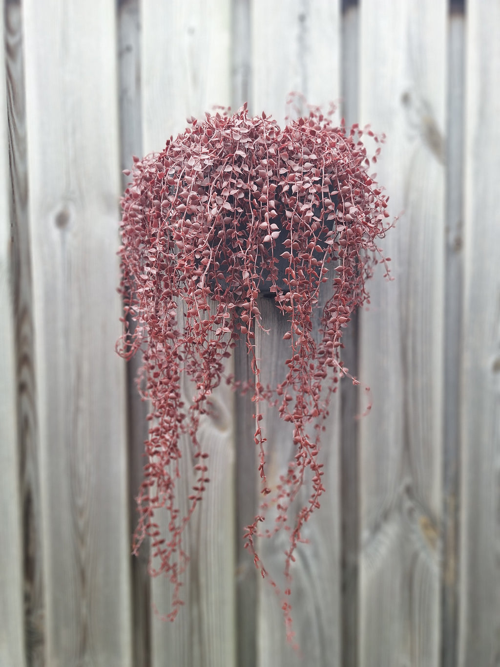Hangplant voor buiten: Callisia burgundy, UV-bestendig