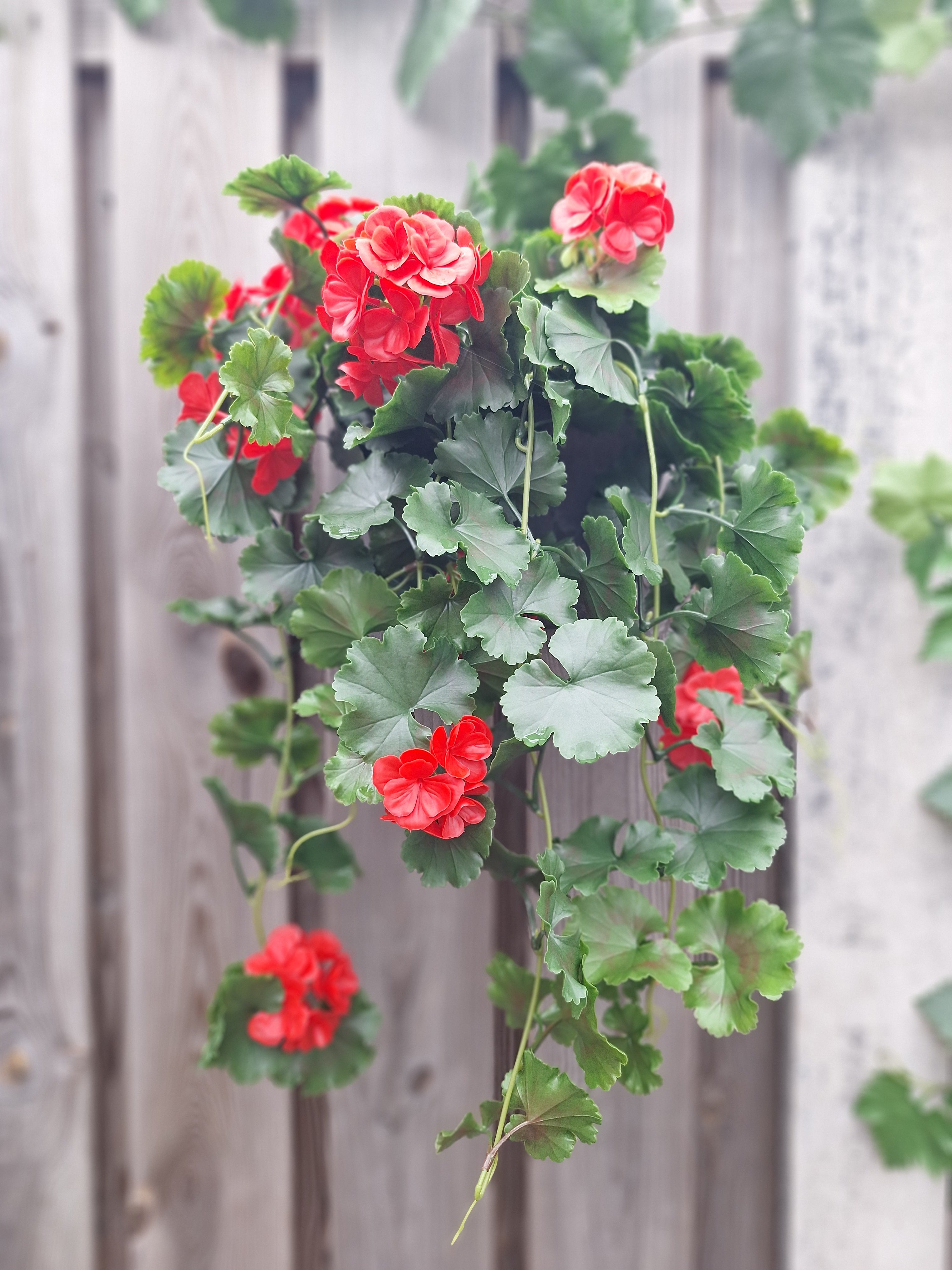 Kunst hanggeranium voor buiten 65cm UV rood 