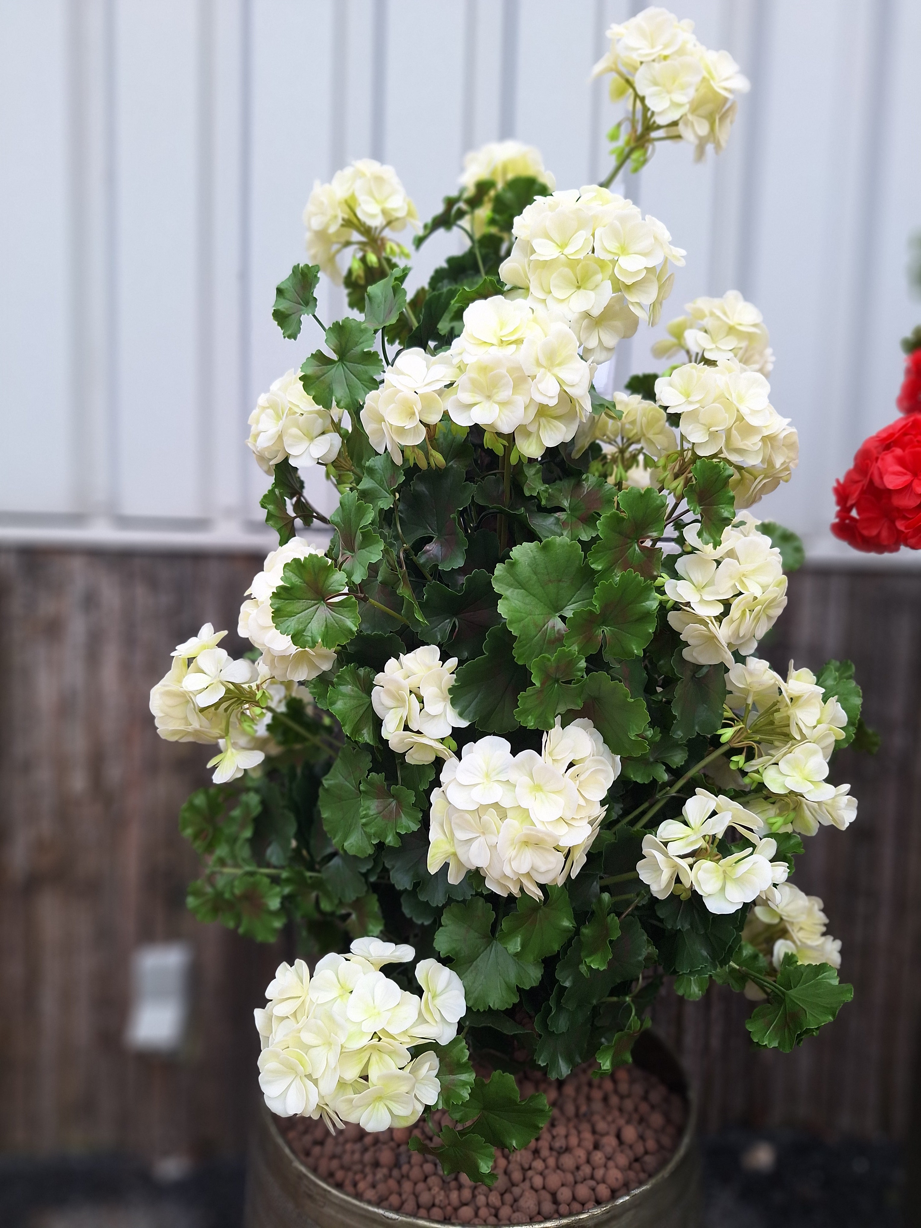 Geraniumkunst 110 cm piramideplant UV crèmewit