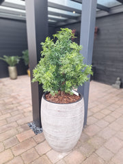 Kunstplant voor buiten Ming Aralia groen UV-bestendig 