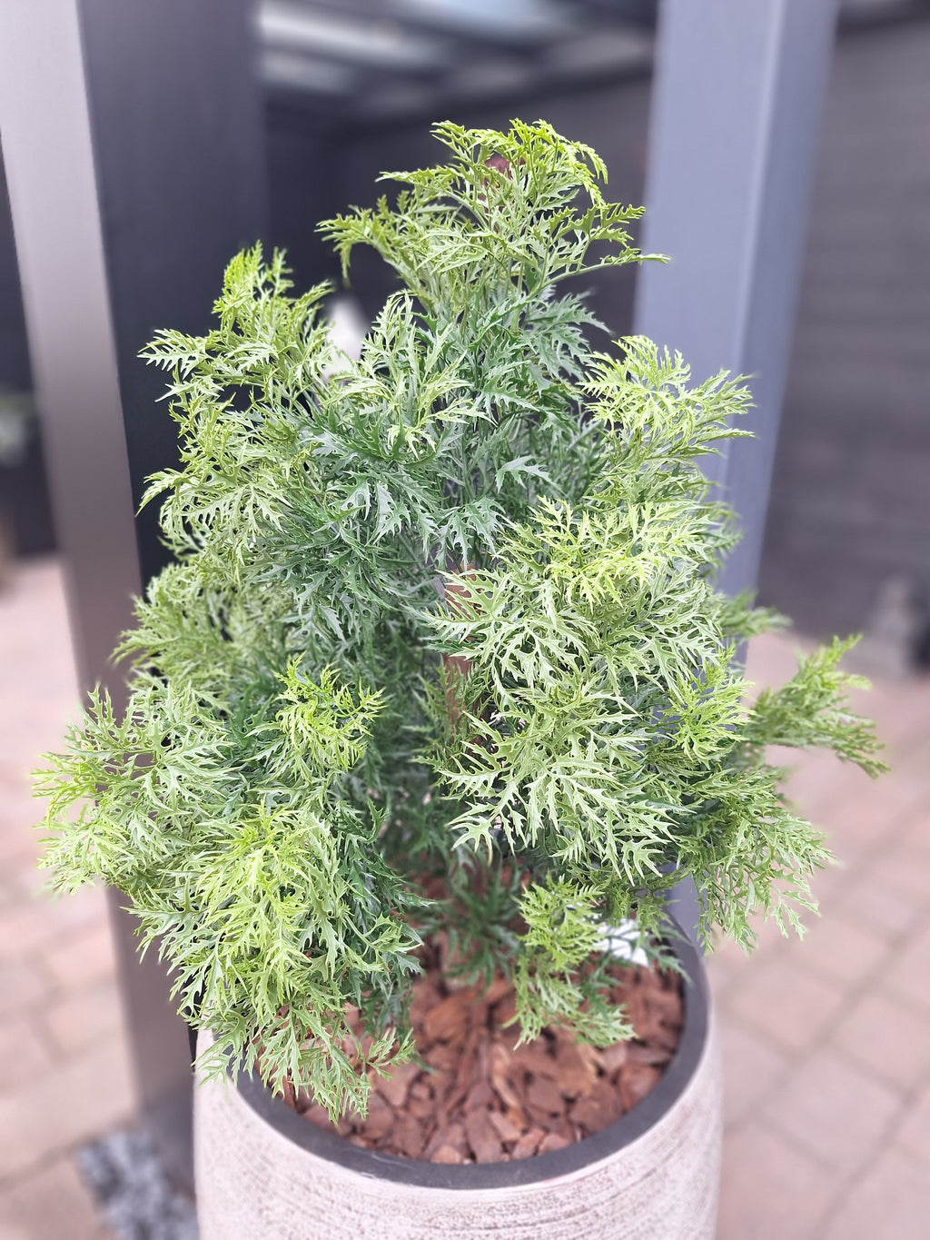Kunstplant voor buiten Ming Aralia groen UV-bestendig