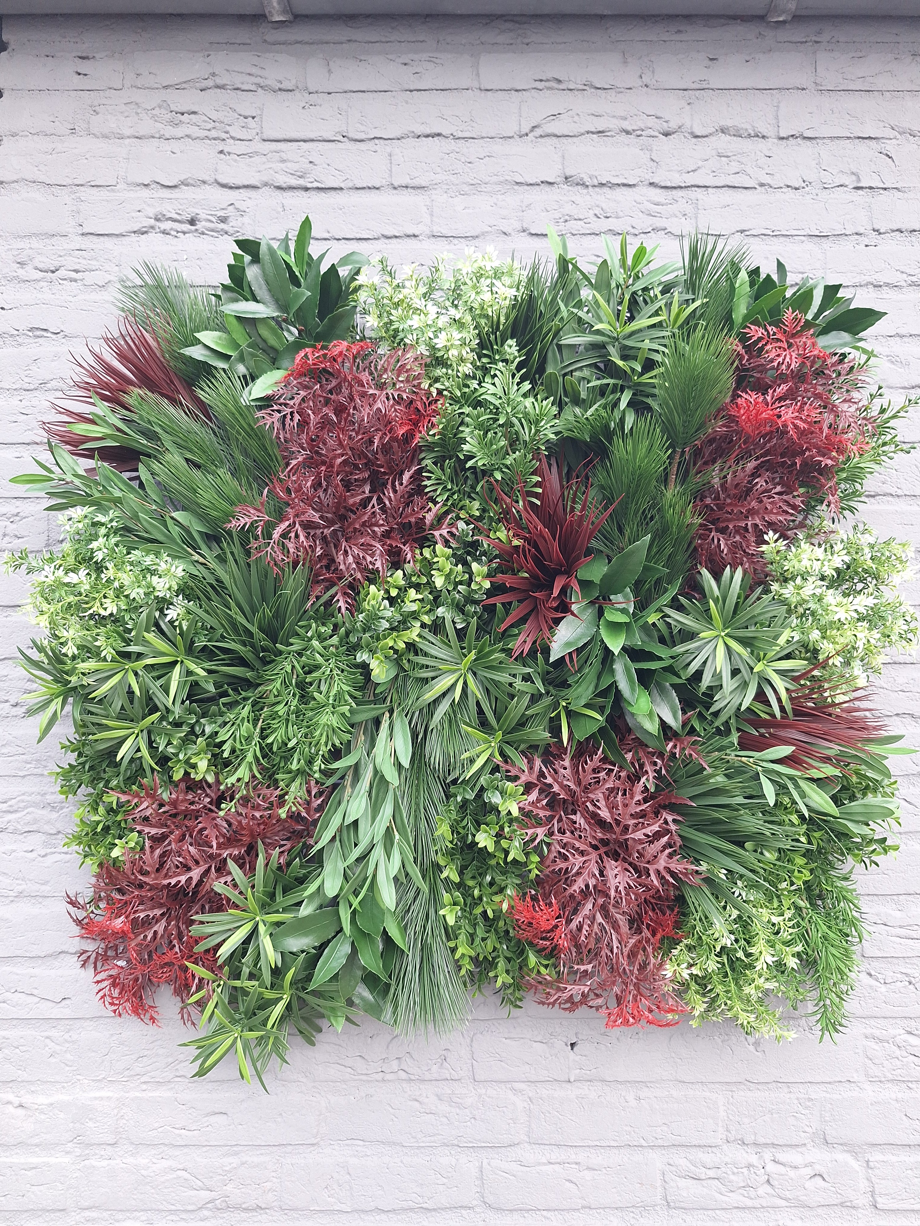 Ming Aralia bordeauxrode kunsttak 50cm UV 