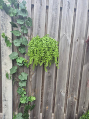 Dischidia Nummularia kunsthangplant 40cm UV 