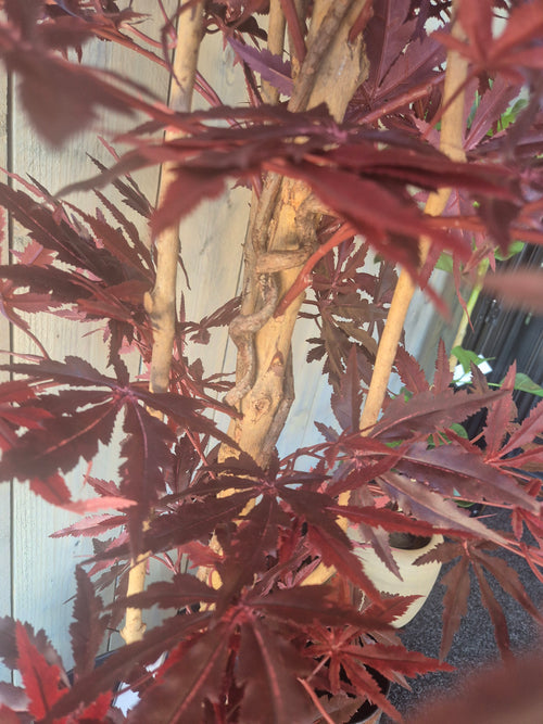 Acer Kunstboom 145 cm Burgundy – Showroom Editie (incl. styling)