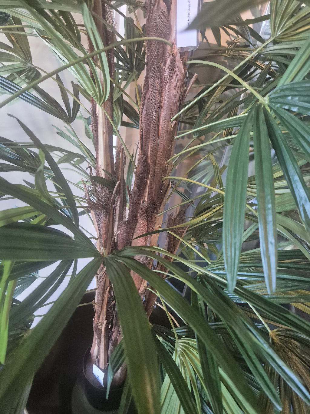 Raphis Palm Deluxe 160 cm – Showroom Editie (incl. styling)
