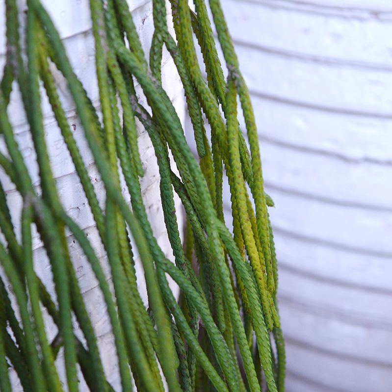 Rhipsalis Pilocarpa kunsthanger 65cm