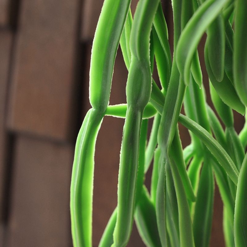 Rhipsalis Paradoxa kunst hangplant 75cm