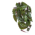 Begonia Rex Kunst hanger groen rood 40cm