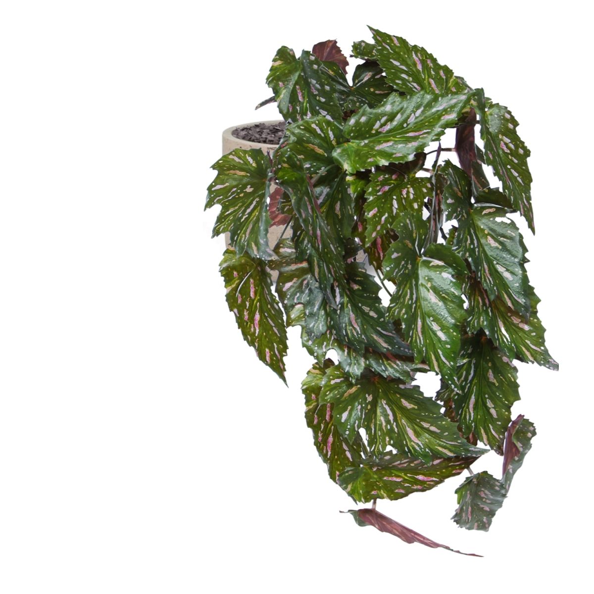 Begonia Rex Kunst hanger groen rood 40cm