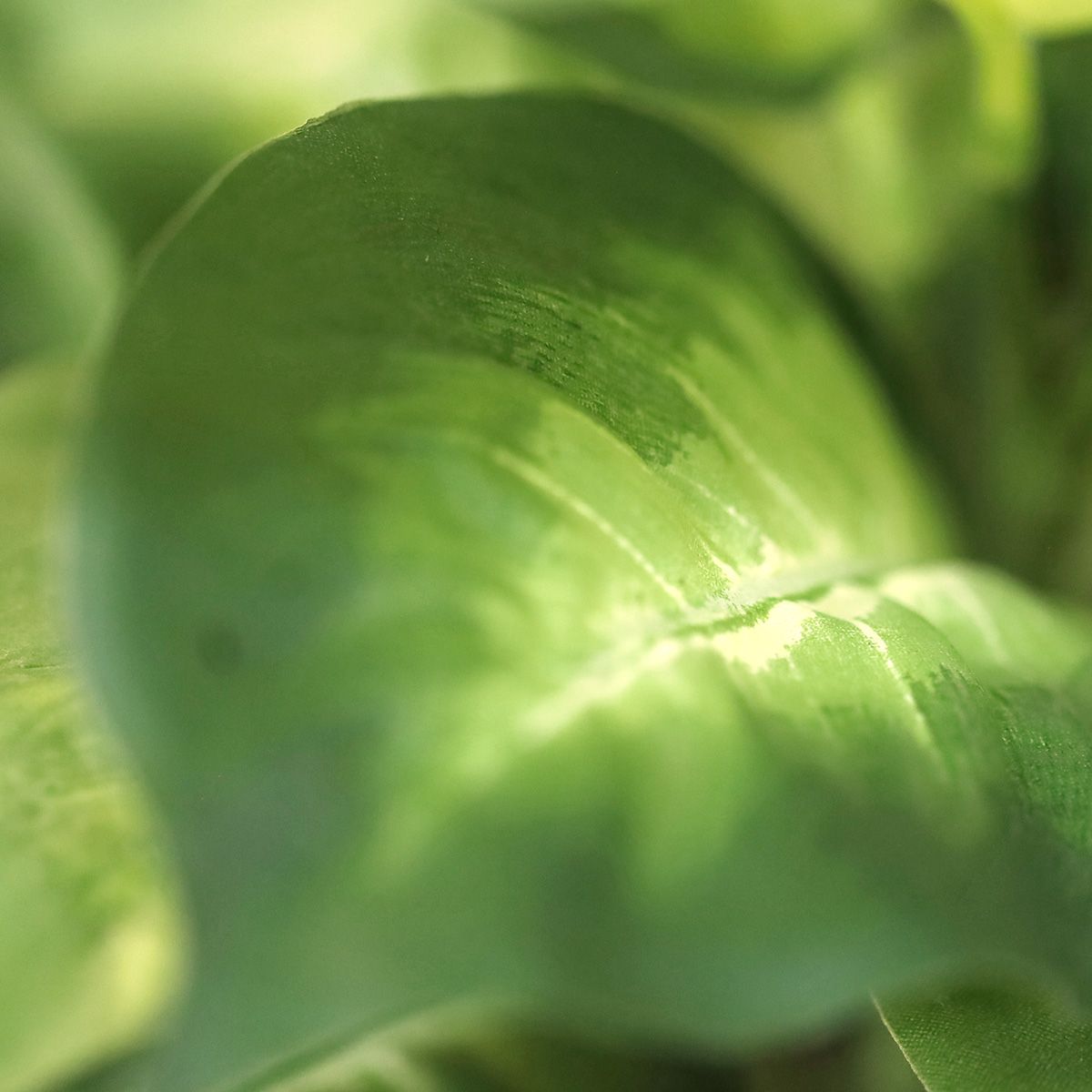 Dieffenbachia Kunstplant 33cm