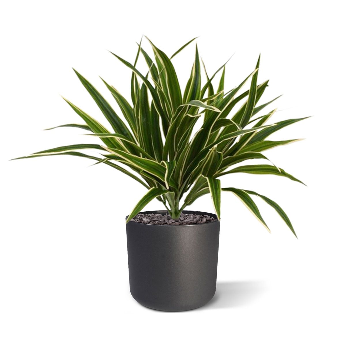 Chlorophytum S kunstplant 30cm