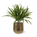 Chlorophytum S kunstplant 30cm Zonder kweekpotje