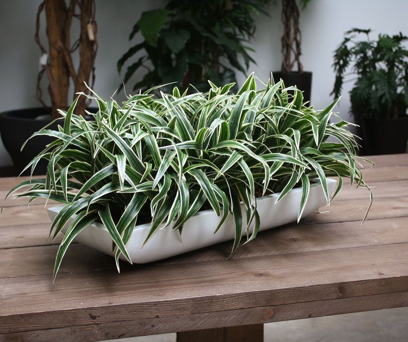 Chlorophytum S kunstplant 30cm Zonder kweekpotje