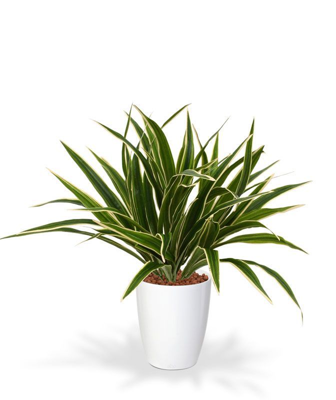 Chlorophytum S kunstplant 30cm in 10cm pot