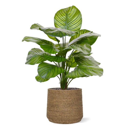 Calathea Fasciata kunstplant 70cm