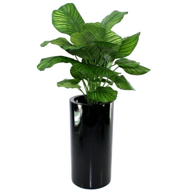 Calathea Fasciata kunstplant 80cm