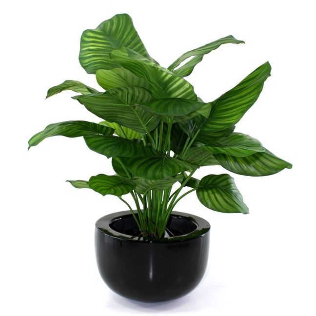 Calathea Fasciata kunstplant 80cm