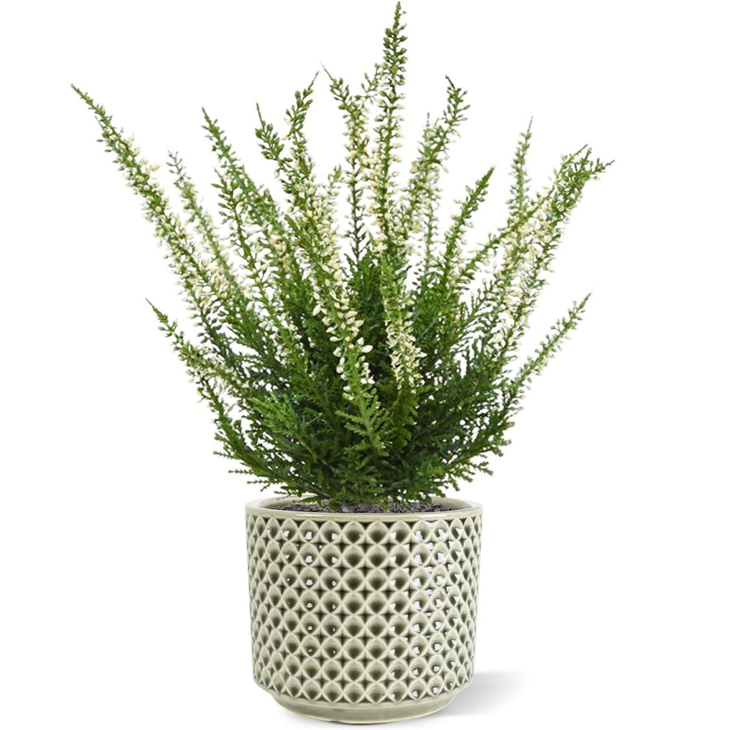 Erica heide kunstplant 25cm - creme of roze met kweekpotje