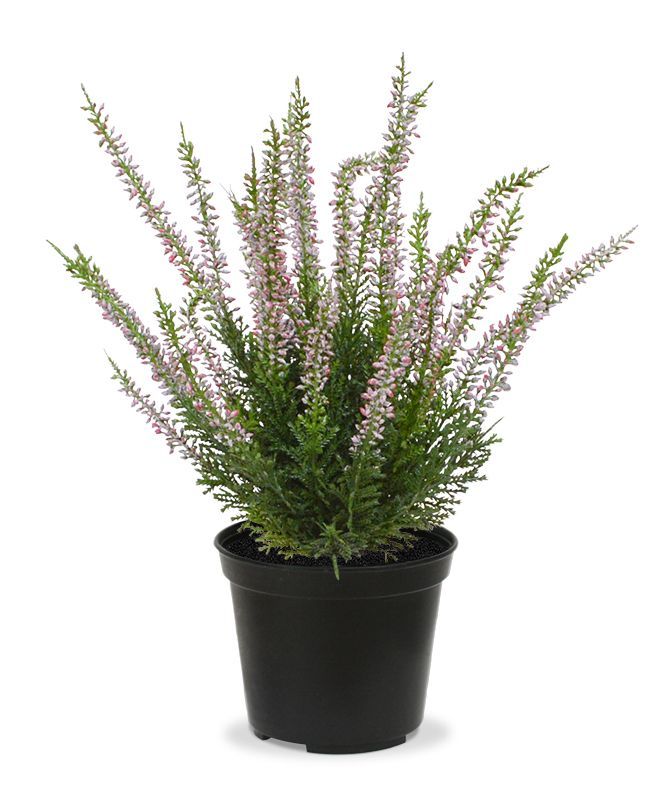 Erica heide kunstplant 25cm - creme of roze met kweekpotje