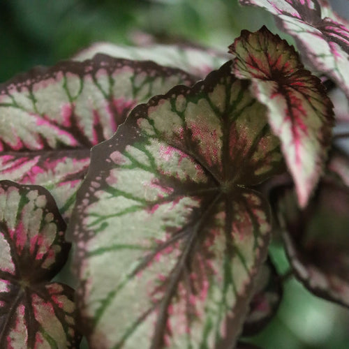 Bladbegonia Kunstplant 33cm