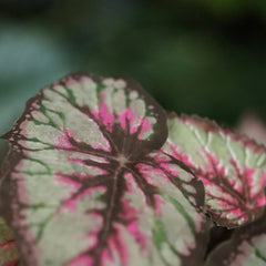 Bladbegonia Kunstplant 33cm