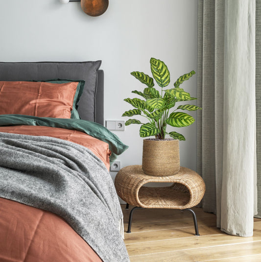 Calathea Makoyana kunstplant 60cm