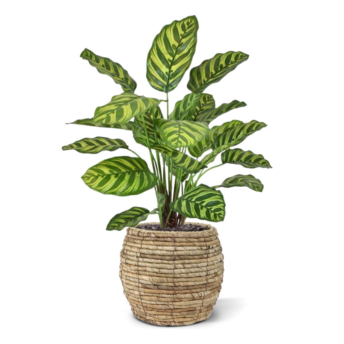 Calathea Makoyana kunstplant 60cm