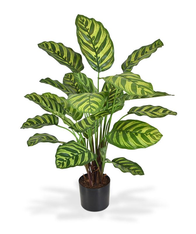 Calathea Makoyana kunstplant 60cm