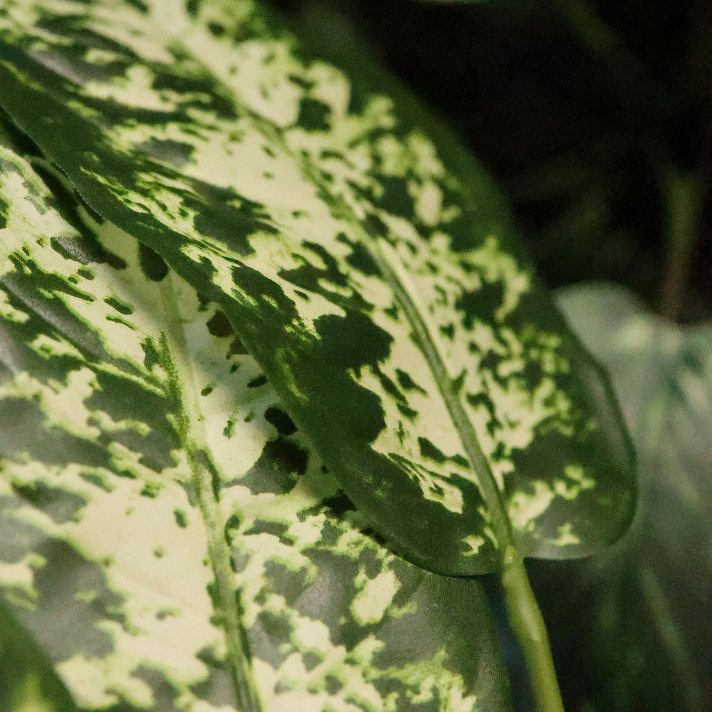Dieffenbachia Kunstplant 75cm Deluxe