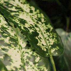 Dieffenbachia Kunstplant 75cm Deluxe