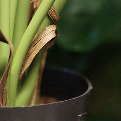 Dieffenbachia Kunstplant 75cm Deluxe