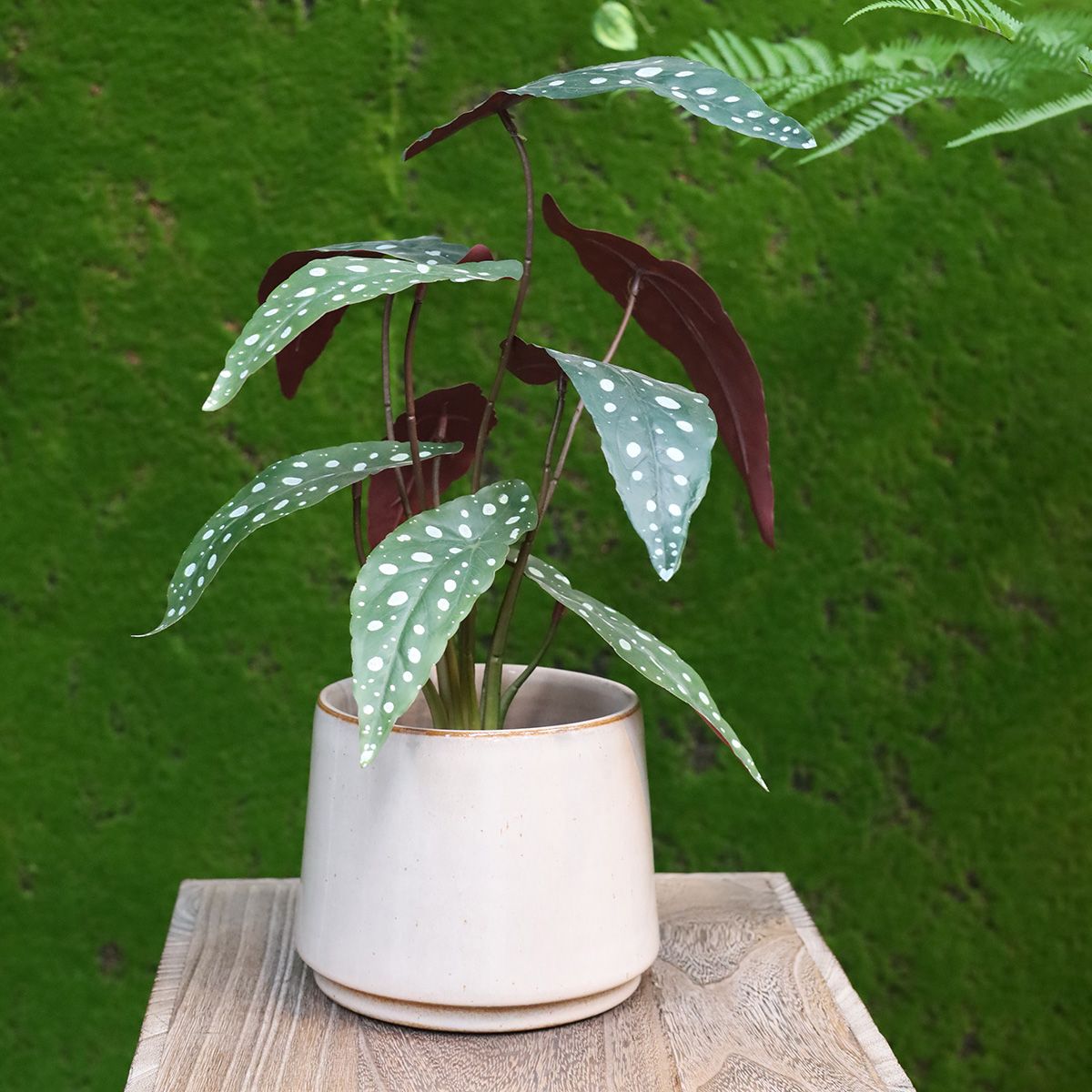 Begonia Maculata kunstplant 35cm