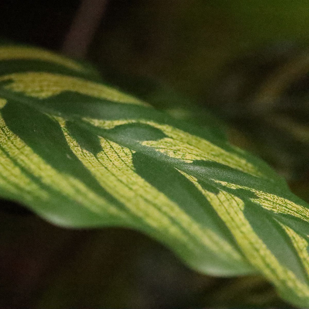 Red Calathea Makoyana kunstplant Deluxe 115cm
