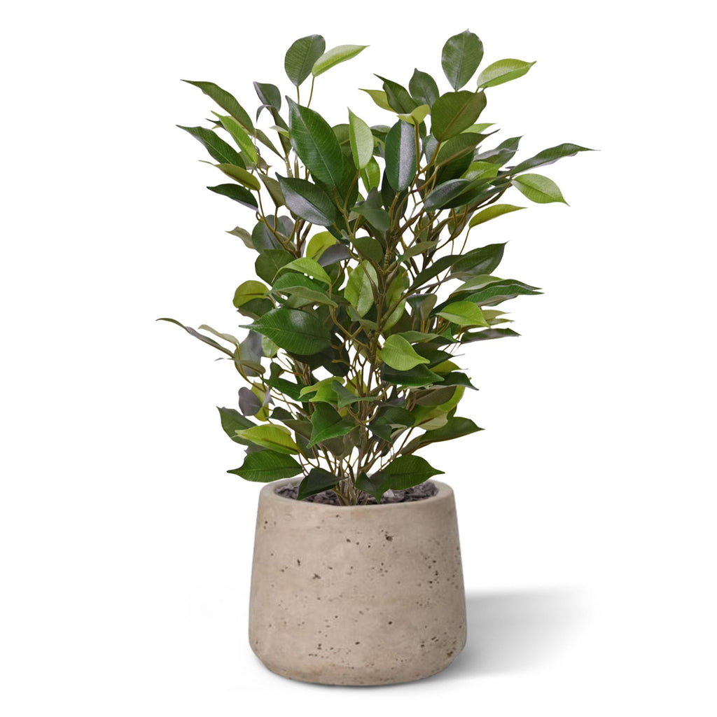 Ficus Natasja Kunstplant 40cm in 10cm pot