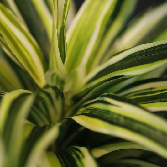 Draceana Kunstplant Bont 30cm