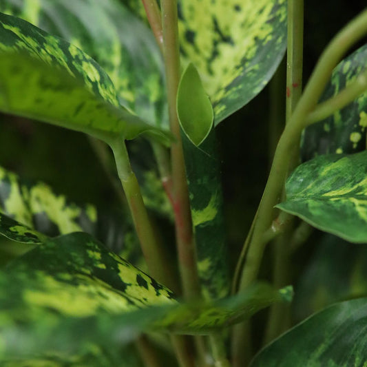 Aglaonema Kunstplant 40cm