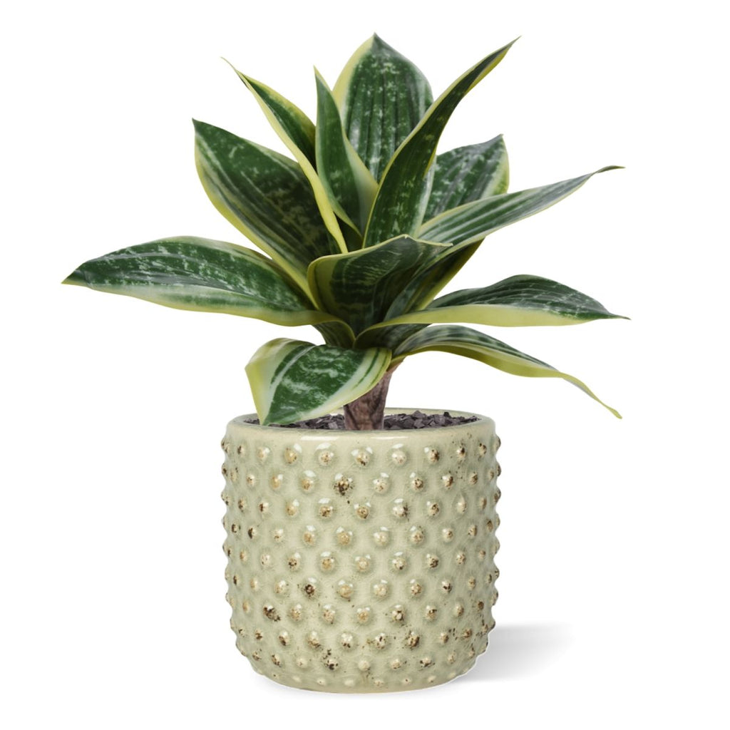 Sanseveria Kunstplant 25cm bont