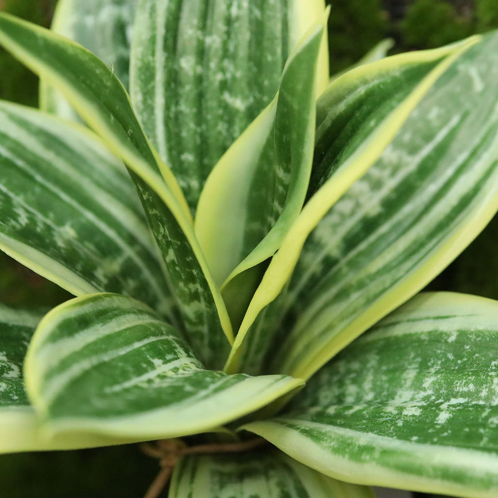 Sanseveria Kunstplant 25cm bont