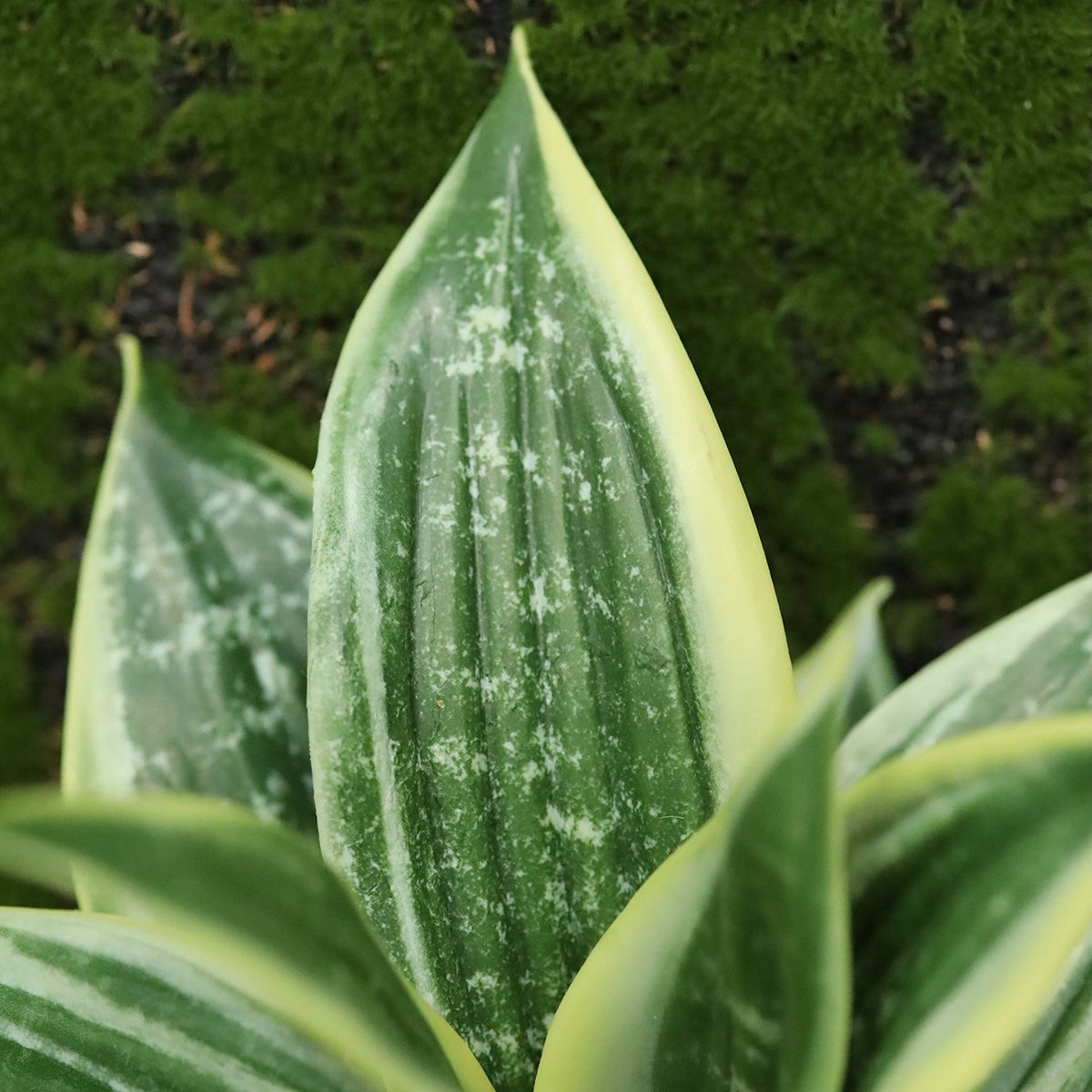 Sanseveria Kunstplant 25cm bont