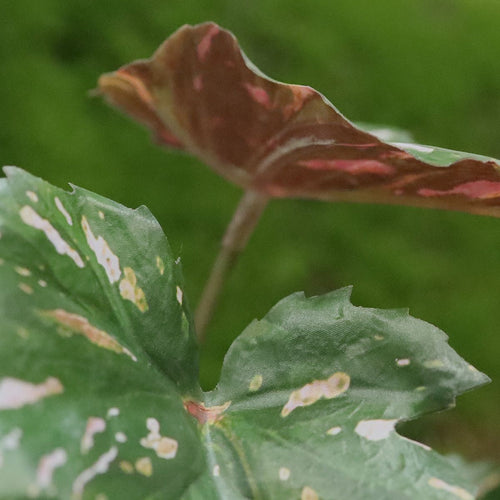 Begonia Rex kunstplant groen rood 20cm